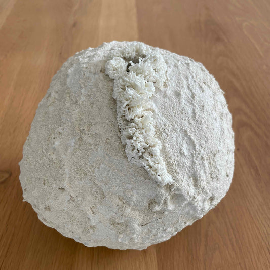 Sculpture Palingensia